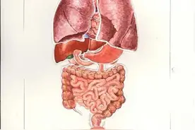 不会解剖的医学生不是个好画手！成都这群医学生画出极美解剖图图片