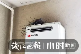 让人瑟瑟发抖的寒潮又要来了！杭州阳台上斑鸠都来筑巢避寒图片