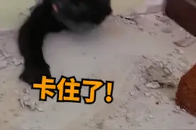 被困墙缝20天！湖北一女主人打洞救猫当场泪奔：满身屎尿仅剩4斤图片