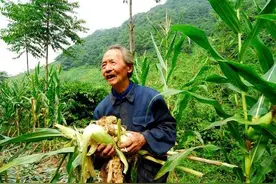 “农民辛苦一年，野猪一夜毁完”，野生动物与农民利益该如何平衡？图片
