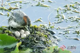 「高清组图」云南异龙湖能漂善潜的小鸊鷉图片