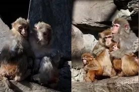 冷冷冷！北京动物园猴子扎堆抱团取暖视频封面