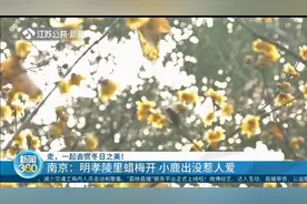 走，一起去赏冬日之美！南京：明孝陵里腊梅开，小鹿出没惹人爱视频封面