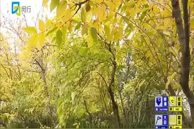 莘庄公园腊梅开 树上“长瘤”不必担心视频封面