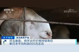 “羊贵妃”来了？！卖一只，挣300元！关系你的餐桌！养殖户笑了图片