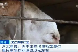 “羊贵妃”来了？！卖一只，挣300元！关系你的餐桌！养殖户笑了图片