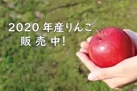 日本水果卖天价，苹果100元一个！中国匠人不服，花费6年独创“功夫苹果”图片