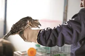 我市一批野生动物重返山林图片