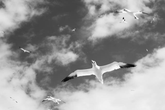 海鸟的哭泣：当科学开始了解海鸟时，它们正在不断死去