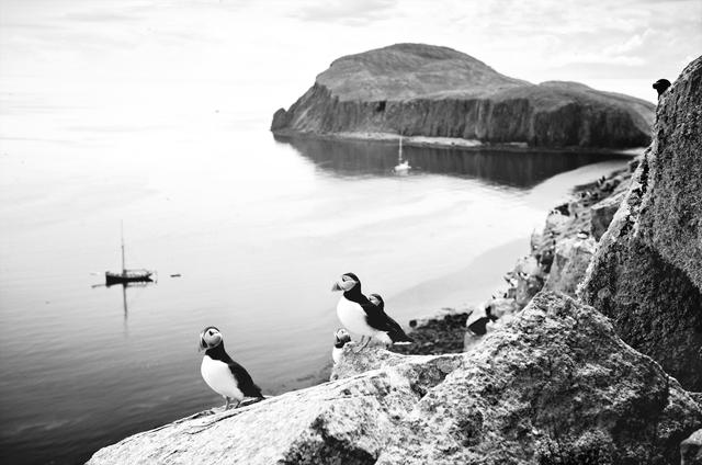 海鸟的哭泣：当科学开始了解海鸟时，它们正在不断死去