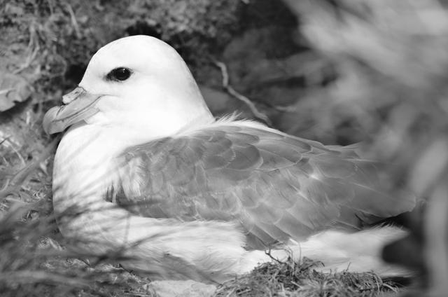 海鸟的哭泣：当科学开始了解海鸟时，它们正在不断死去