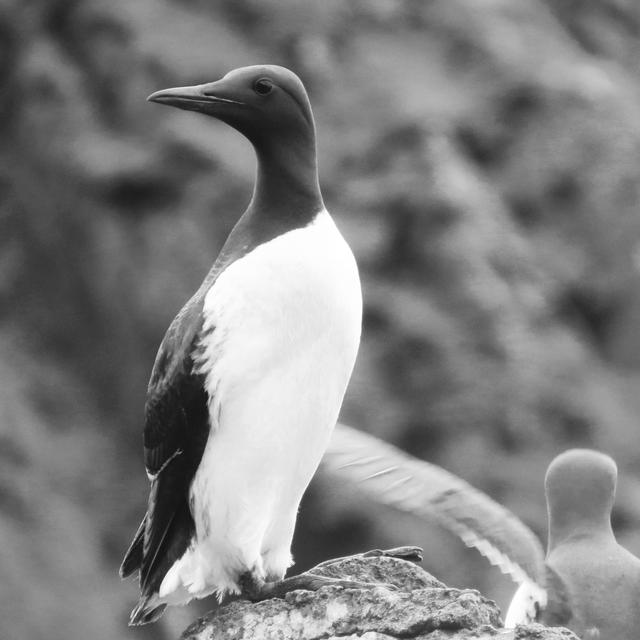 海鸟的哭泣：当科学开始了解海鸟时，它们正在不断死去