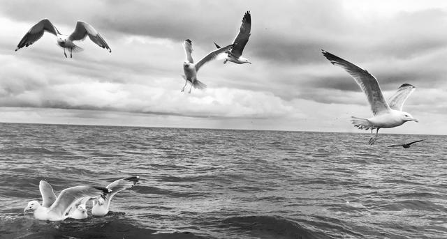 海鸟的哭泣：当科学开始了解海鸟时，它们正在不断死去