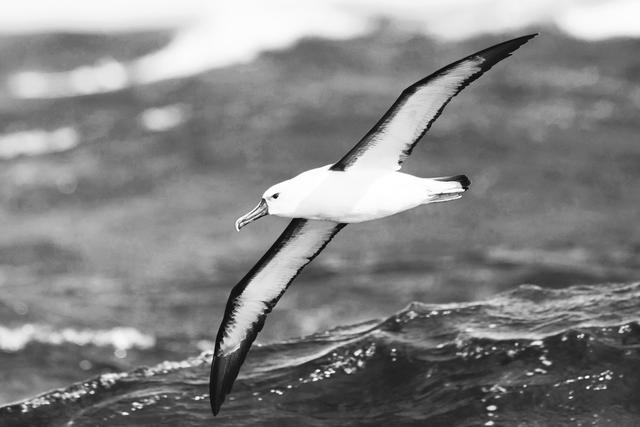 海鸟的哭泣：当科学开始了解海鸟时，它们正在不断死去