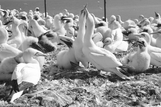 海鸟的哭泣：当科学开始了解海鸟时，它们正在不断死去