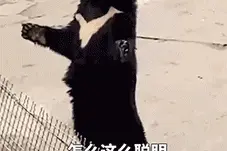 被怀疑是“人假扮的”，这只熊火了图片