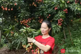 舞蹈老师上山当“荔枝王后”图片