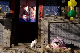 深山闲置搬迁村变身“猫村”百只流浪猫吸引万名游客来打卡图片