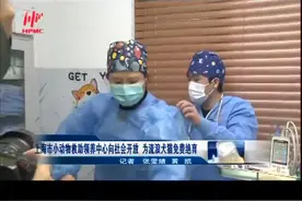 上海市小动物救助领养中心向社会开放 为流浪犬猫免费绝育视频封面