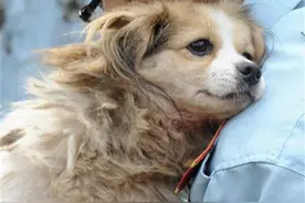 宠物看病贵引来热议，有人一掷千金但也有人觉得不合理图片