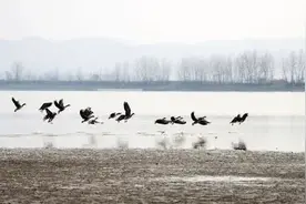 枞阳菜籽湖，大雁的故乡图片