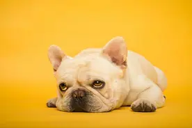 狂犬病到底有多恐怖？视频封面