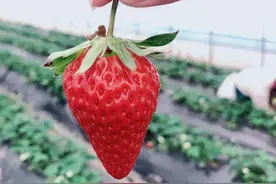 草莓经济促农增收 成都龙泉驿的冬季草莓等你来摘图片