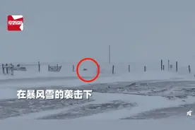 加拿大暴雪天羊群走丢，牧羊犬冲进风暴，随后风雪中一幕主人看呆图片
