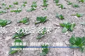 寒潮来袭！用科技守护"小番茄"视频封面