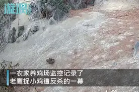 公鸡中的战斗鸡！老鹰捉小鸡惨遭4只公鸡反杀，网友：还是鹰大意了图片