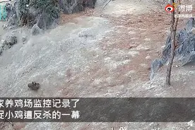 公鸡中的战斗鸡！老鹰捉小鸡惨遭4只公鸡反杀，网友：还是鹰大意了图片
