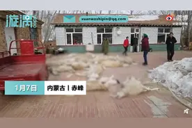 内蒙古赤峰狼群夜袭羊圈咬死26只羊，养殖户当场痛哭，网友：太残忍图片