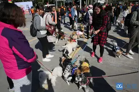 在东莞，这些种类的狗或不能再养了…你小区有吗？图片