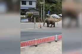 云南一野生亚洲象强行“闯关”，去年曾出没同一地点4次