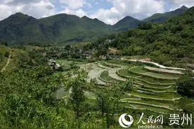 桐梓黄莲：大堡苗家人越来越好图片