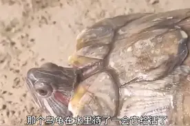 乌龟四肢冻僵，主人架锅炖汤时突然苏醒图片