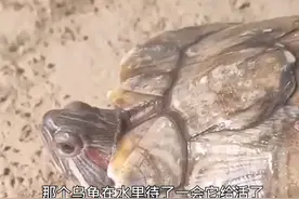 乌龟四肢冻僵，主人架锅炖汤时突然苏醒图片