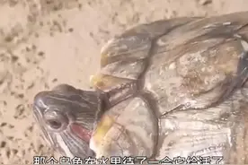 乌龟四肢冻僵，主人架锅炖汤时突然苏醒图片