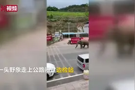 云南一野象走上公路 车辆行人紧急避让
