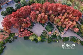 榕城“杉色”正美，这份赏杉攻略请收好图片