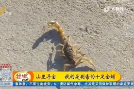 你不知道的山东之沂源全蝎视频封面