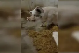 46秒｜13岁“猪坚强”已不能自主站立 饲养员：希望它能尽量长久地活下去图片