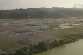 广西田东：中国“南菜园”番茄丰收在望视频封面