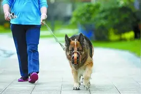 东莞发布最新通告，这些犬种不能卖也不能养图片