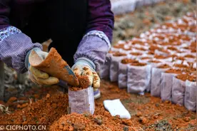 湖南常宁：油茶苗木基地培育管护忙图片