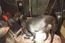 猎犬、探照灯、热成像仪……全副武装抓野兔 没想到栽了图片
