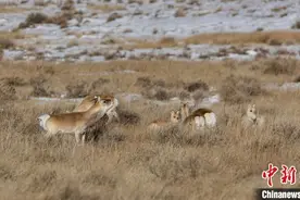 新年伊始，蒙古国野生黄羊再次入境觅食图片
