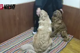 两只走丢的金毛回家了图片
