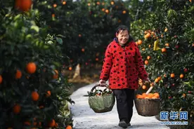 重庆奉节脐橙丰收上市图片