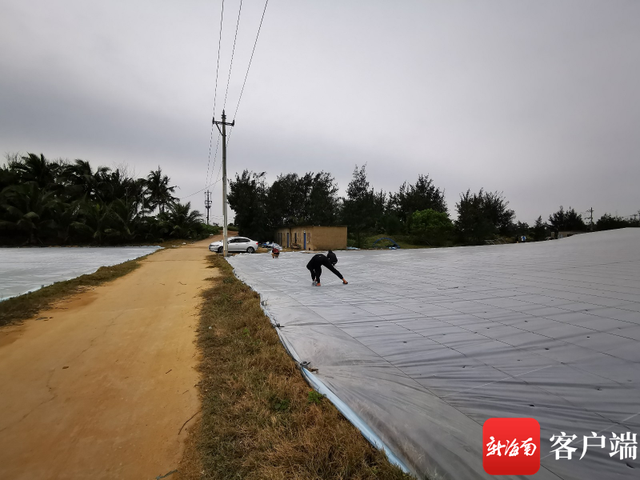 持续低温 琼海农业部门下田为农户做防寒指导